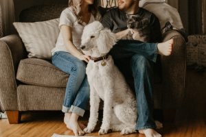 pets in divorce cases